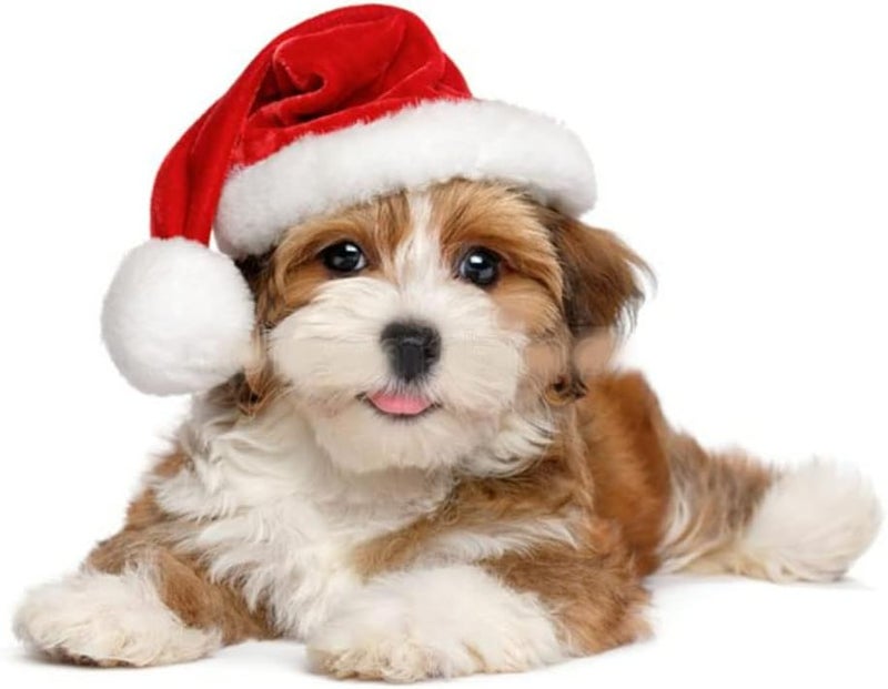 ProCover 2Pcs Mini Dog Santa Hat for Dog Christmas Hat, Christmas Party Dressup(Red) - Image 2